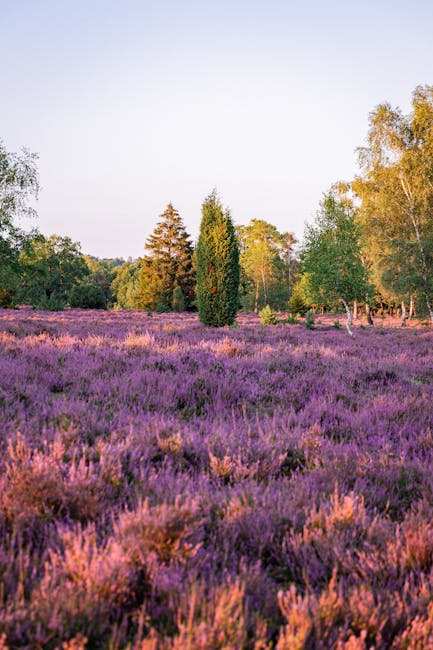 The image shows a picturesque outdoor scene with a large field of purple flowering plants, likely lavender, stretching across the foreground. Several trees with green and yellow leaves frame the scene, indicating a late summer or early autumn setting. A clear, pale sky is visible above, with soft natural light illuminating the landscape. The environment suggests a rural or botanical area, possibly part of a garden or field used for horticultural purposes. In the background, a narrow pathway or road can be seen running between the trees. This tranquil scene is unrelated to house removals or moving services, and no furniture, boxes, or transporting equipment are visible in the image.