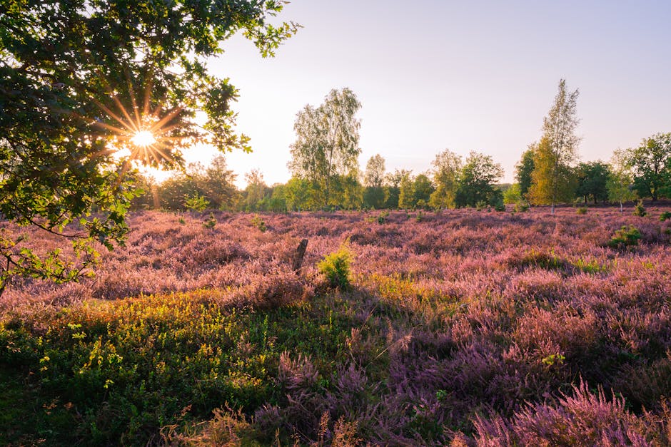 A wide outdoor view of a countryside field during sunset, featuring low-growing purple heather covering the ground, interspersed with green shrubs and small bushes. In the background, there are tall deciduous trees with bright green foliage, some with hints of autumnal yellow. The sun is low in the sky, near the horizon, casting a warm glow and creating a starburst effect through the branches of a large leafy tree on the left side of the image. The scene appears calm and natural, with soft, golden light illuminating the landscape, suitable for illustrating topics related to home relocation, furniture transport, or moving logistics, as managed by companies like Man with Van Cambridge Heath during packing and loading processes in rural or suburban settings.
