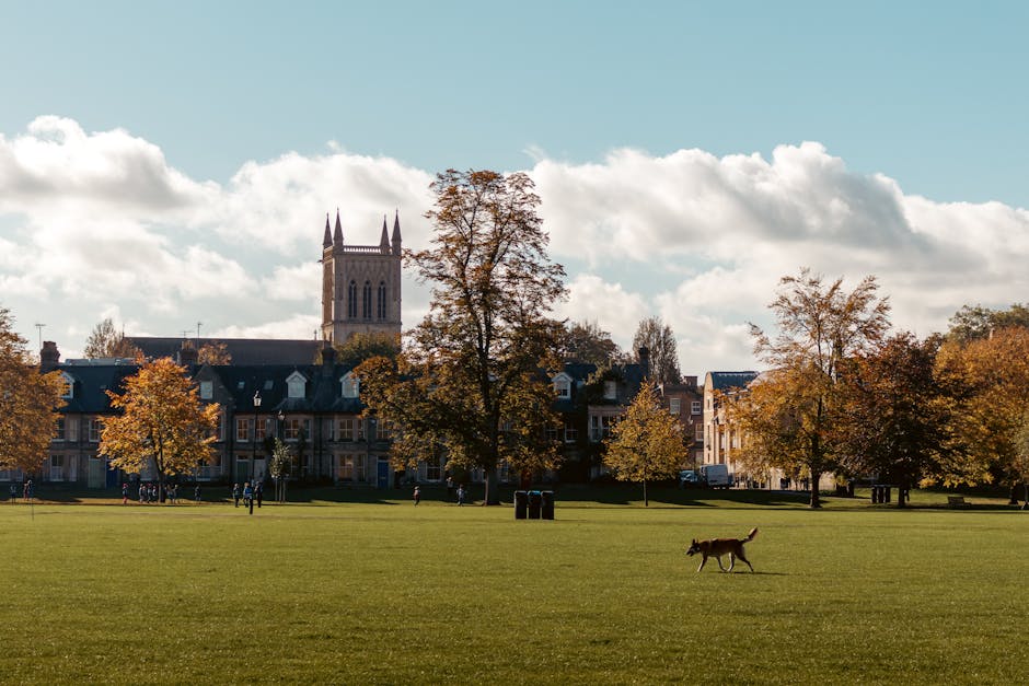 A spacious urban park with a large, well-maintained grassy area in the foreground, populated with a few pedestrians and a dog walking across it. Several mature trees with autumnal foliage are scattered along the edges of the park, showcasing orange, yellow, and green leaves. In the background, there are residential buildings with traditional brick facades and pitched roofs, as well as a prominent historic church with tall spires. The sky overhead is partly cloudy with patches of blue, casting natural light across the scene. This outdoor setting, adjacent to the cityscape, provides an ideal environment for home relocation professionals like Man with Van Cambridge Heath to plan moving logistics or inspect packing and furniture transport arrangements before a house move near Victoria Park to Cambridge Heath.